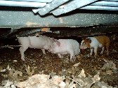 From the 2005 Gallery "Pigs!"